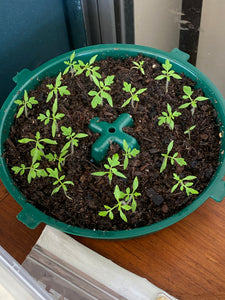 Compost Bucket Seedling Grow Kit