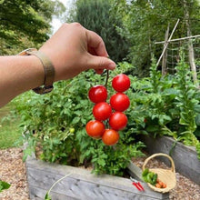 Hairloom Seeds - Tomatoes | 10 Varieties