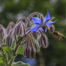 Hairloom Seeds - Edible Flowers | 8 Varieties