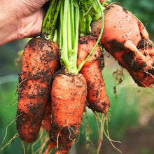 Hairloom Seeds - Autumn & Winter | 15 Varieties