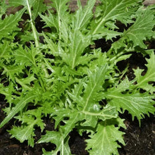 Hairloom Seeds - Leafy Greens | 10 Varieties