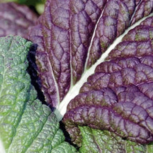 Hairloom Seeds - Leafy Greens | 10 Varieties