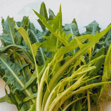 Hairloom Seeds - Leafy Greens | 10 Varieties