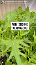 Hairloom Seeds - Leafy Greens | 10 Varieties
