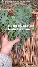 Hairloom Seeds - Leafy Greens | 10 Varieties
