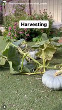 Hairloom Seeds - Autumn & Winter | 15 Varieties