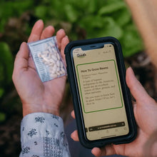Hairloom Seeds - Leafy Greens | 10 Varieties