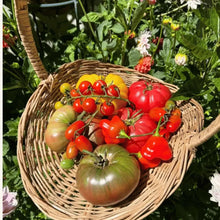 Hairloom Seeds - Tomatoes | 10 Varieties