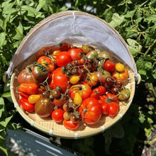 Hairloom Seeds - Tomatoes | 10 Varieties