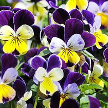 Hairloom Seeds - Edible Flowers | 8 Varieties