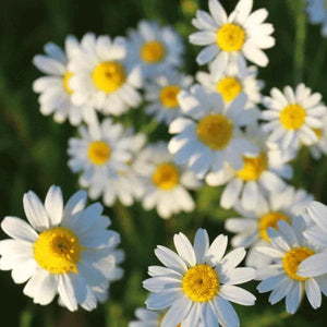 Medicinal Herb Seeds | 10 Varieties