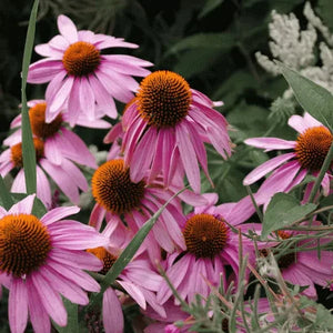 Medicinal Herb Seeds | 10 Varieties