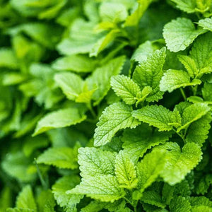 Medicinal Herb Seeds | 10 Varieties