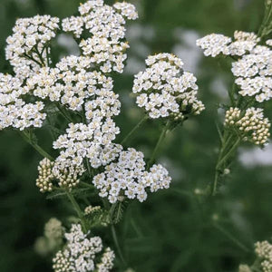 Medicinal Herb Seeds | 10 Varieties