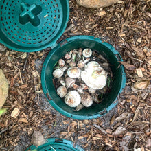 5 x Compost Buckets - Family Bundle