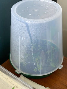SEEDLING GROWING KIT | Underground Composting Bucket with Seedling Dome