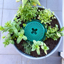 Compost Bucket Wine Barrel Herb Garden