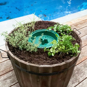 Compost Bucket Wine Barrel Herb Garden